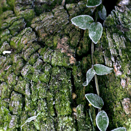 Wood stump
